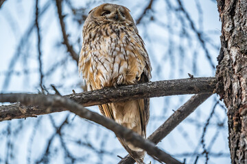 Long-eared owl (Asio otus), looking forward with wide opened eyes