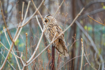 Long-eared owl (Asio otus), looking forward with wide opened eyes