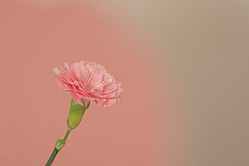 la beauté de l'œillet 