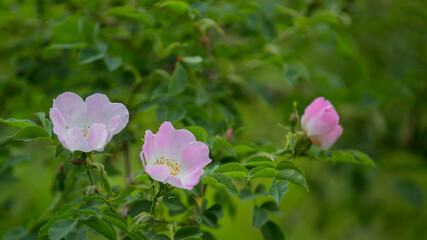 trois fleurs d'églantier 