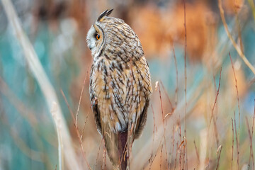Long-eared owl (Asio otus), looking forward with wide opened eyes
