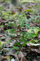 A young curry plant is growing on the forest floor with debris