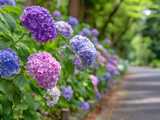 Fototapeta premium 紫陽花が咲き誇る初夏の並木道の風景