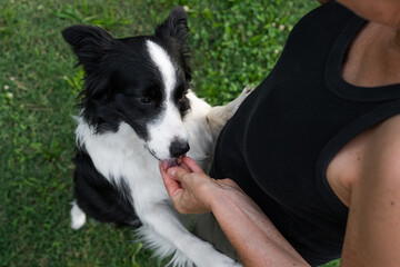 Dog interacting with owner in an outdoor setting during a sunny day