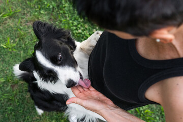 Woman interacts lovingly with her playful border collie in a green backyard during a sunny day