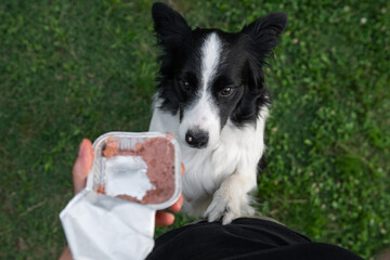 Border collie eagerly awaits a treat while enjoying a sunny afternoon in the park with its owner