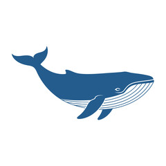 A blue whale illustration with detailed ventral grooves, isolated on a white background. © Disma