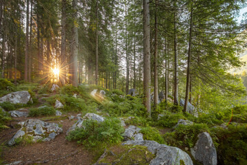 Dawn in the Forest with Big Stones
