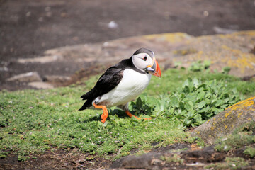 Fototapeta premium atlantic puffin or common puffin or common puffin