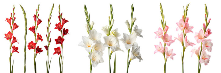 Set of Red,white,pink gladiolus flower stems isolated on a transparent background