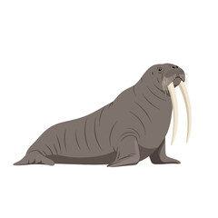 A large walrus rests on a white background, its prominent tusks and thick blubber clearly visible.