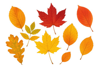 Fototapeta premium Vibrant autumn leaves in various colors and shapes falling against a transparent background, creating a seasonal design element