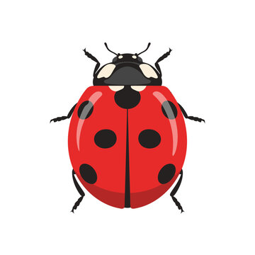 A vibrant, top-down illustration of a ladybug with detailed markings.