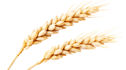 Two Ripe Wheat Ears Isolated On White Background Agriculture And Harvest Concept