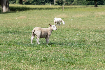Obraz premium lamb and sheep in a field in summer