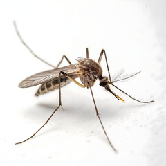 Mosquito isolated on transparent background  