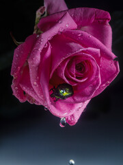 pink rose with water drops