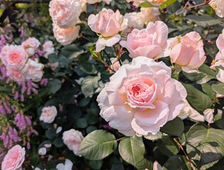 Full Bloom English Roses - Pale Pink Rose Flowers