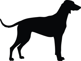 Black dog silhouette, standing canine shape, isolated pet contour, animal profile illustration, perfect for design, stock vector, Adobe Stock use
