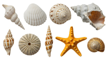 Realistic 3D collection of sea shells and starfish with detailed textures on transparent background for beach or ocean-themed designs