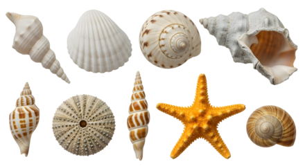 Realistic 3D collection of sea shells and starfish with detailed textures on transparent background for beach or ocean-themed designs