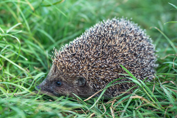 Wild hedgehog in green grass outdoors on a summer day