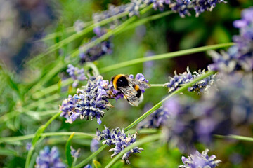 Lavendelduft zieht die Insekten an....