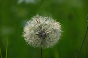 Obraz premium detail of a blossoming dandelion flower with regular, fine fluff with seeds on a background of a blurred green meadow