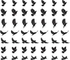 Fototapeta premium pigeons on a white background