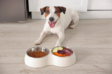 Naklejka na ściany i meble Cute dog and bowls with fresh natural products and dry pet food on floor at home