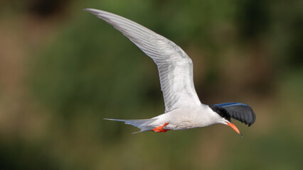 A Common Tern flies above a pond, hunting for fish