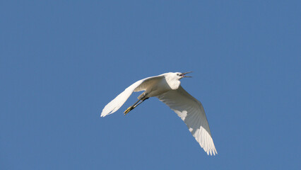 White little egret bird ardea alba flying wings spread blue background