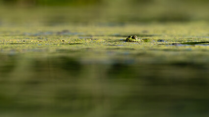 A Bullfrog in a pond covered with algae