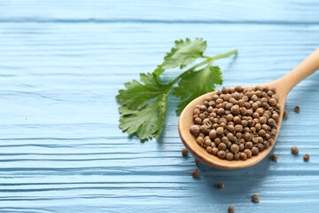 Coriander seeds, spoon and fresh cilantro leaves on light blue wooden table, closeup. Space for text
