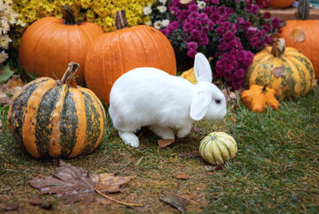 White rabbit in autumn garden among pumpkins and chrysanthemums. Autumn decor. Harvest