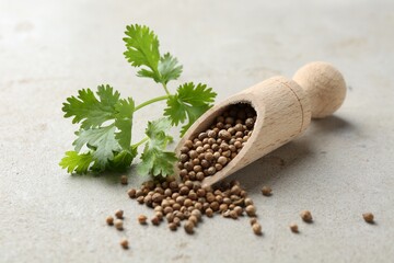 Coriander seeds and fresh cilantro sprig on grey textured table, closeup