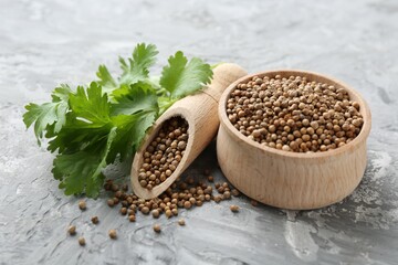 Coriander seeds in bowl, scoop and fresh cilantro sprigs on grey textured table, closeup
