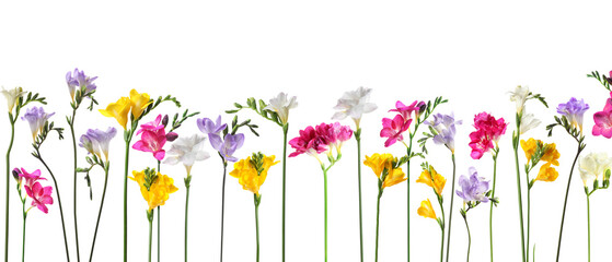 Many beautiful freesia flowers on white background