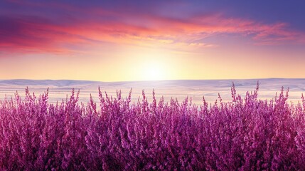 Naklejka premium Blooming purple flowers with pink centers sway in a sunny field, showcasing vibrant colors against a soothing background