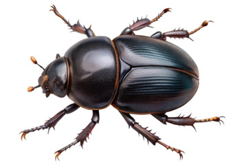 Adhesive Dung beetle  isolated on White  background. Png realistic design element
