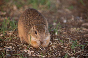 Cute groundhog 