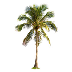 Obraz premium Isolated coconut palm tree (1)