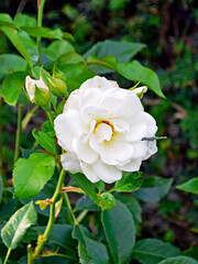 Rose mit Schmetterling 