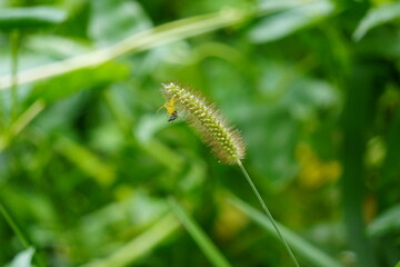 A spider on the seed head of yellow foxtail