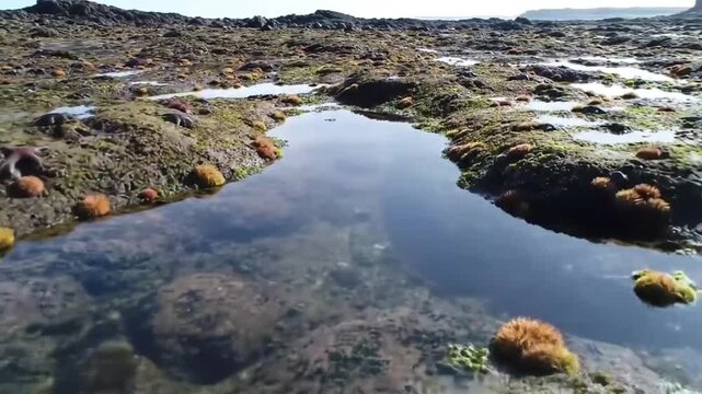 Rocky intertidal zone with starfish and seaweed