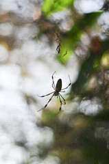 araña