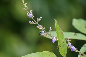 Close-up of the flowers and leaves of the Chaste Tree