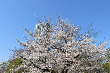 Blooming cherry tree - Ueno park