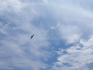 Swallow flying in cloudy sky