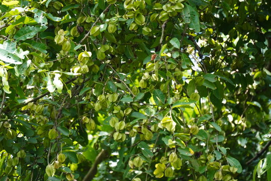 A fruit-bearing branches of an Arjun tree